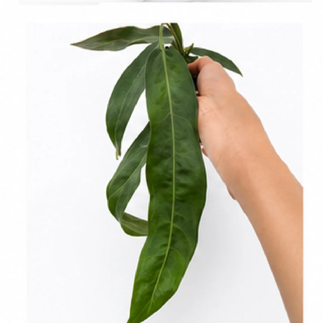 Anthurium Pallidiflorum – Tissue Culture