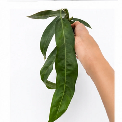 Anthurium Pallidiflorum – Tissue Culture