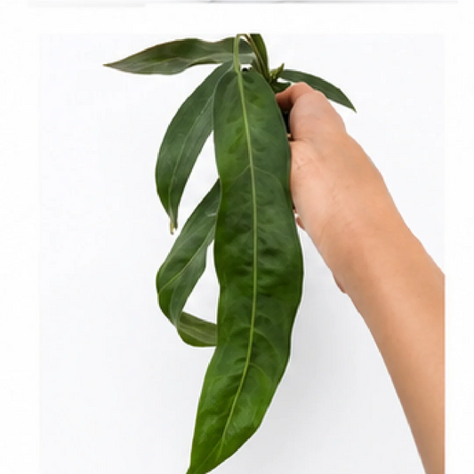 Anthurium Pallidiflorum – Tissue Culture