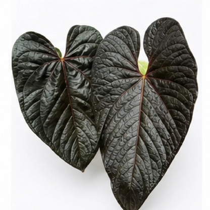 Anthurium Queen's Heart – Tissue Culture