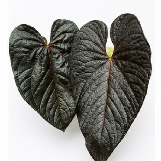 Anthurium Queen's Heart – Tissue Culture