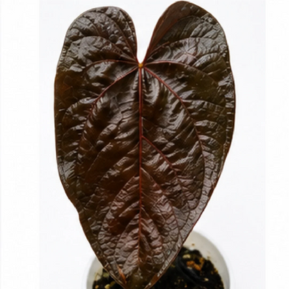 Anthurium Queen's Heart – Tissue Culture