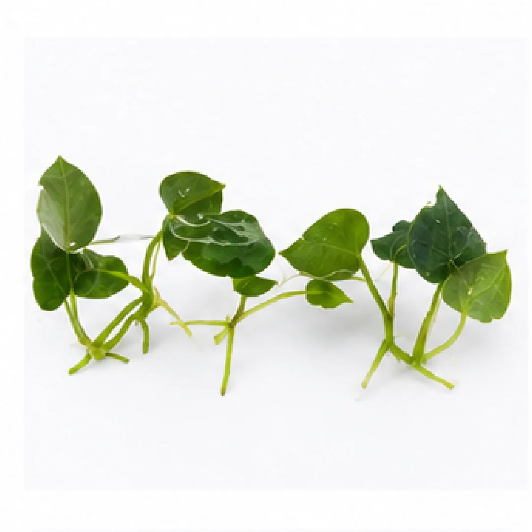 Anthurium KOS (King of Spades) – Tissue Culture