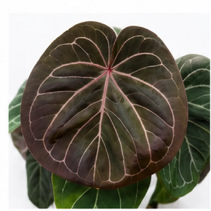 Anthurium KOS (King of Spades) – Tissue Culture