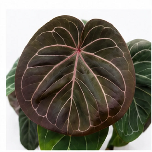 Anthurium KOS (King of Spades) – Tissue Culture