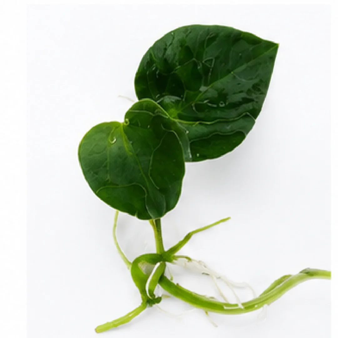 Anthurium AOS (Ace of Spades) – Tissue Culture
