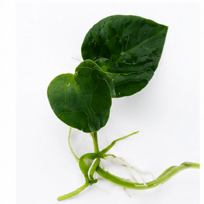 Anthurium AOS (Ace of Spades) – Tissue Culture