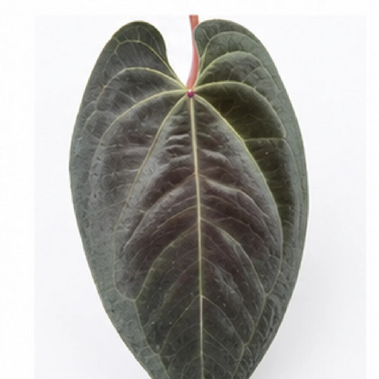 Anthurium AOS (Ace of Spades) – Tissue Culture