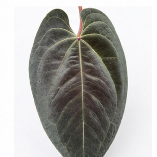 Anthurium AOS (Ace of Spades) – Tissue Culture