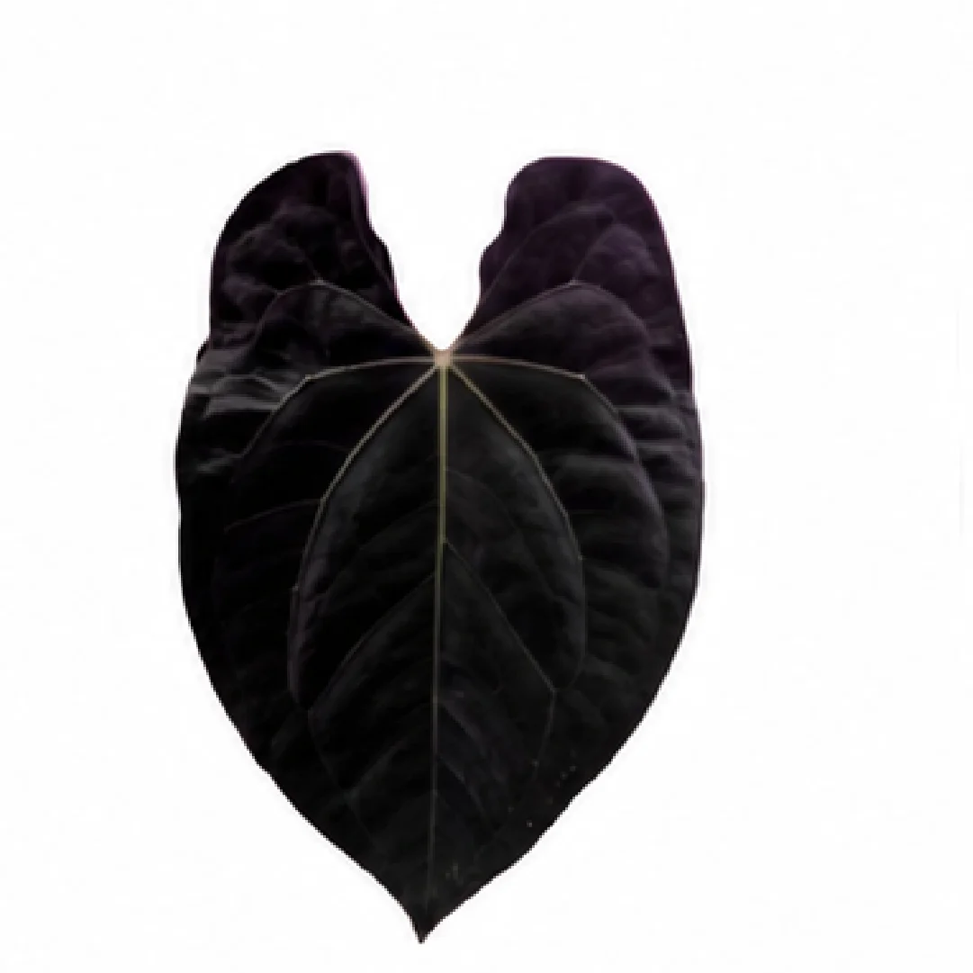 Anthurium Black Magic – Tissue Culture