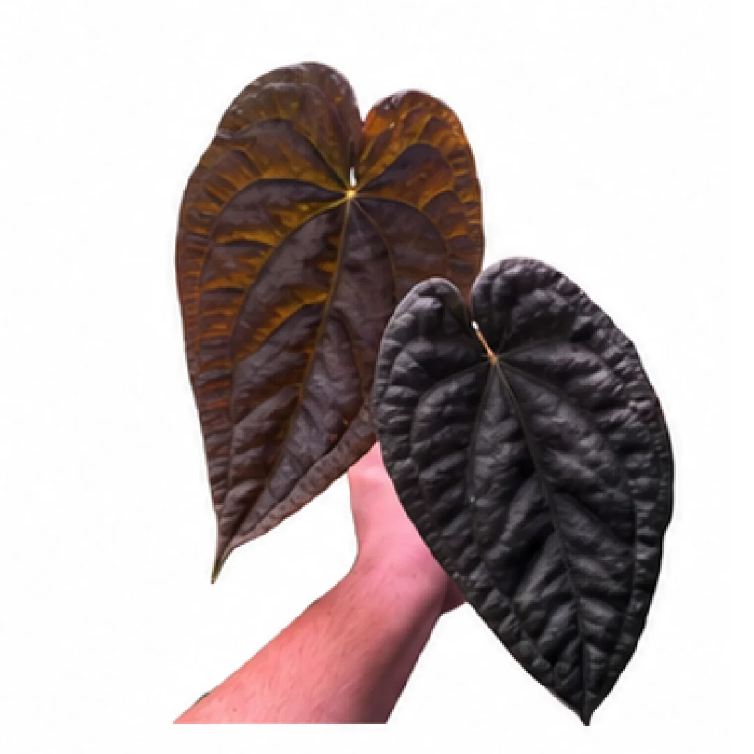 Anthurium Black Magic – Tissue Culture