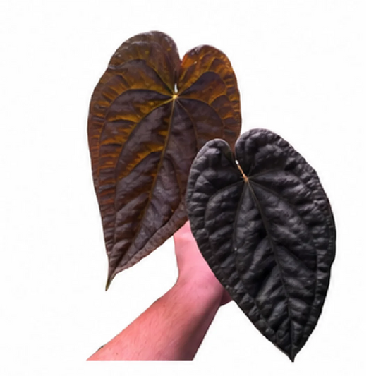 Anthurium Black Magic – Tissue Culture