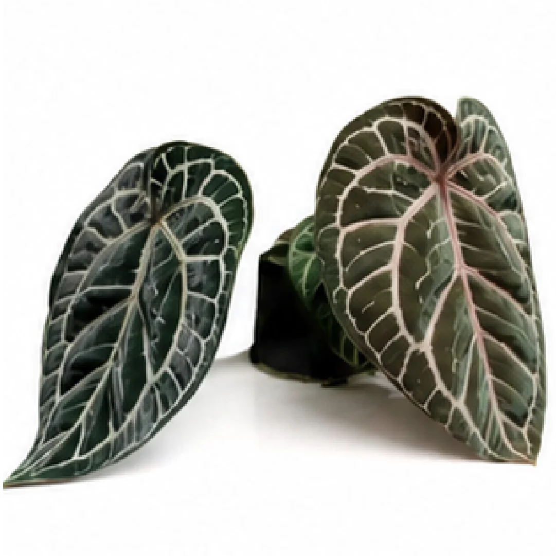 Anthurium Black Blush X Red Heart X Tezula Red Crystallinum – Tissue Culture