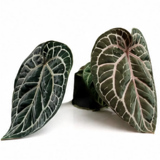 Anthurium Black Blush X Red Heart X Tezula Red Crystallinum – Tissue Culture