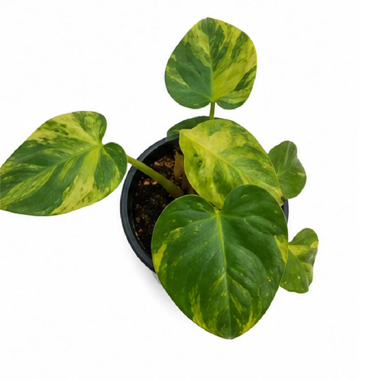 Philodendron Verrucosum Mint Var (Holland) Tissue Culture