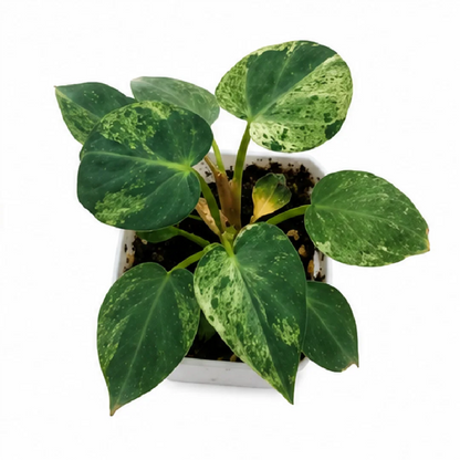 Philodendron Verrucosum Mint Var (Holland) Tissue Culture