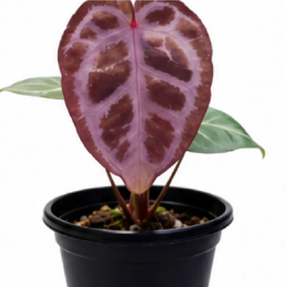 Anthurium Tezula Red Crystallinum X (SKG Silver X Red Crystallinum) – Tissue Culture