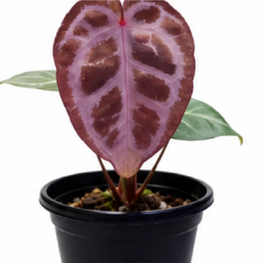 Anthurium Tezula Red Crystallinum X (SKG Silver X Red Crystallinum) – Tissue Culture