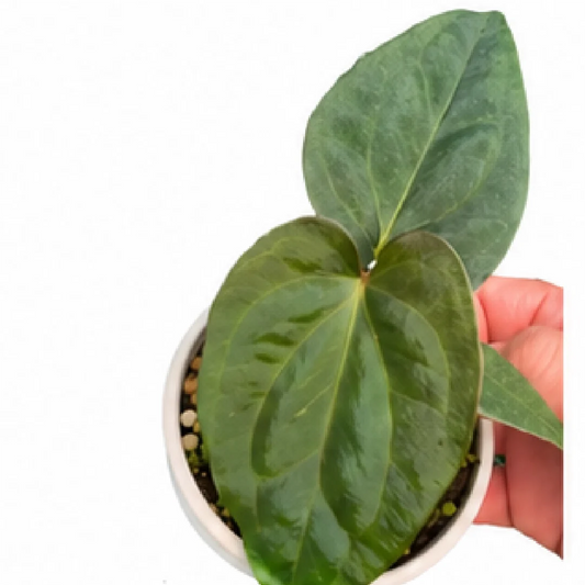 Anthurium Golden Dressleri X Papillilaminum Fort Sherman – Tissue Culture