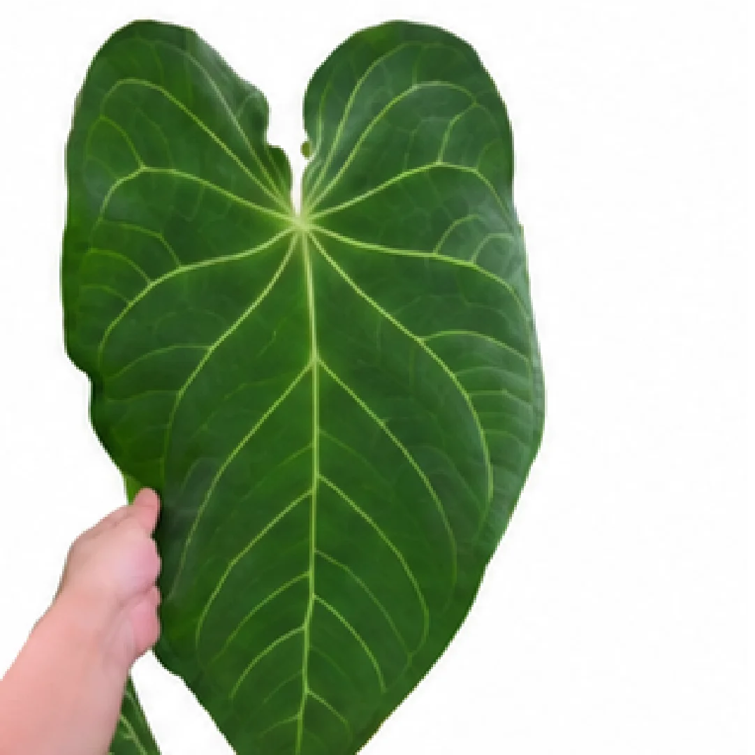 Anthurium Papillilaminum (Papi) X Dark Phoenix – Tissue Culture
