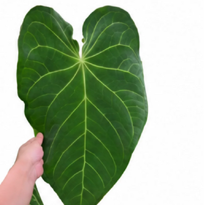 Anthurium Papillilaminum (Papi) X Dark Phoenix – Tissue Culture