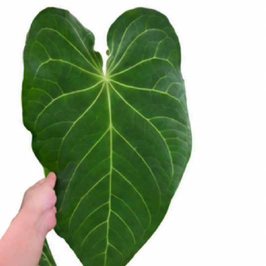 Anthurium Papillilaminum (Papi) X Dark Phoenix – Tissue Culture