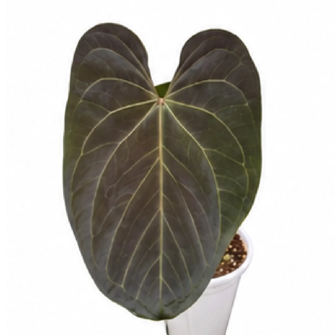 Anthurium Papillilaminum (Papi) X Dark Phoenix – Tissue Culture