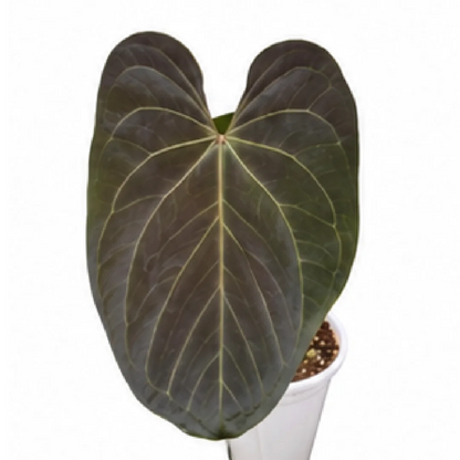 Anthurium Papillilaminum (Papi) X Dark Phoenix – Tissue Culture