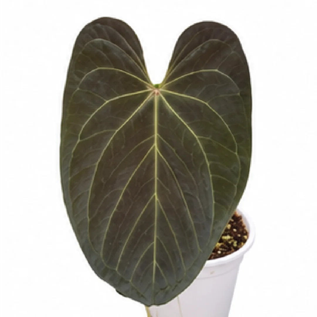 Anthurium Gatun Lake Papi X BVEP – Tissue Culture