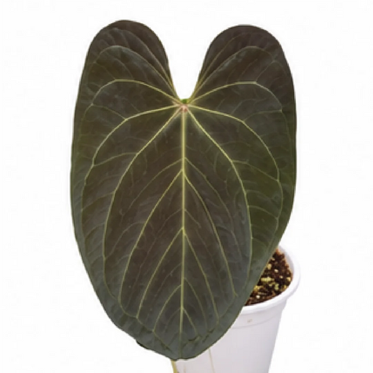 Anthurium Gatun Lake Papi X BVEP – Tissue Culture