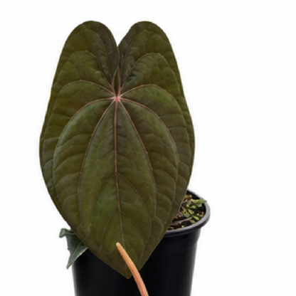 Anthurium Gatun Lake Papi X BVEP – Tissue Culture