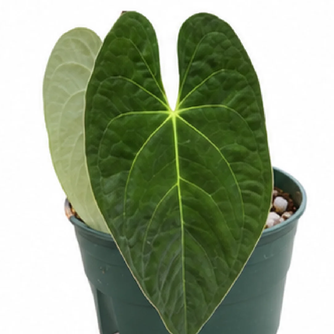 Anthurium Papillilaminum Lago Gatún X (Papillilaminum Fort Sherman X Red Vein Dark Phoenix) – Tissue Culture
