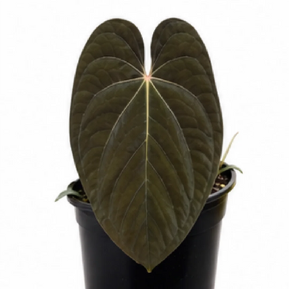Anthurium Papillilaminum Lago Gatún X (Papillilaminum Fort Sherman X Red Vein Dark Phoenix) – Tissue Culture