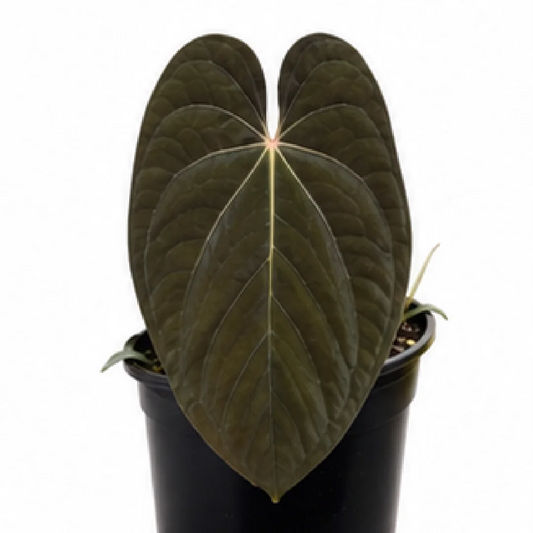 Anthurium Papillilaminum Lago Gatún X (Papillilaminum Fort Sherman X Red Vein Dark Phoenix) – Tissue Culture