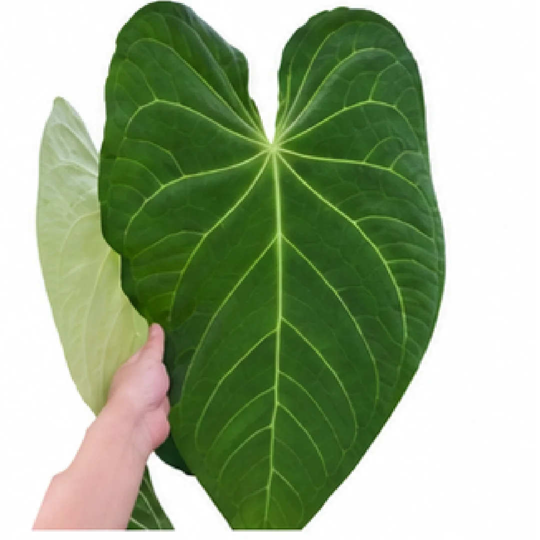 Anthurium Magnificum X Dark Phoenix – Tissue Culture