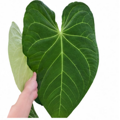 Anthurium Magnificum X Dark Phoenix – Tissue Culture