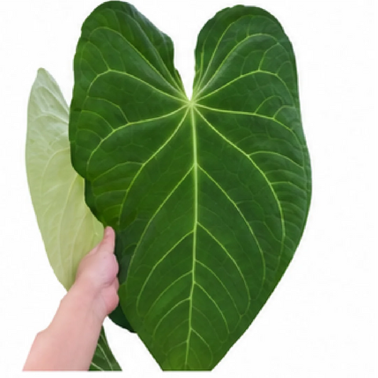 Anthurium Magnificum X Dark Phoenix – Tissue Culture