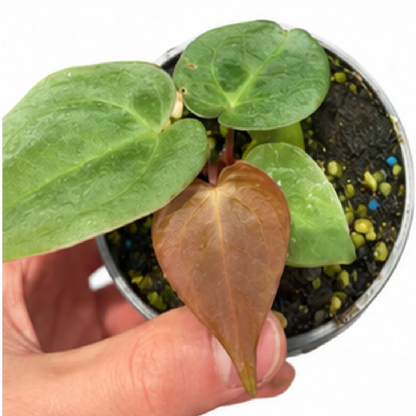 Anthurium KOS XX 'Crackin Veins' – Tissue Culture