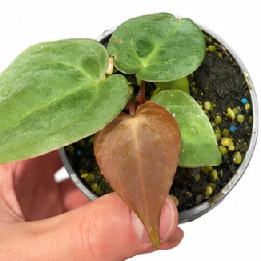 Anthurium KOS XX 'Crackin Veins' – Tissue Culture