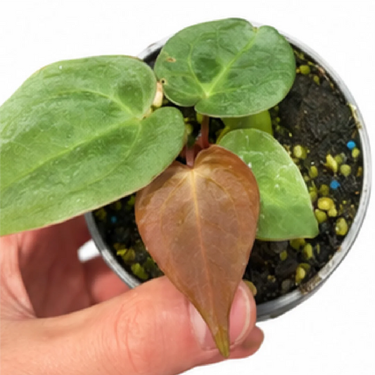 Anthurium KOS XX 'Crackin Veins' – Tissue Culture