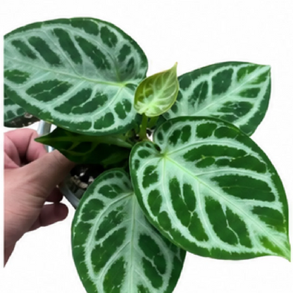 Anthurium Clarinervium Hybrid Sulanjan X Dorayaki – Tissue Culture