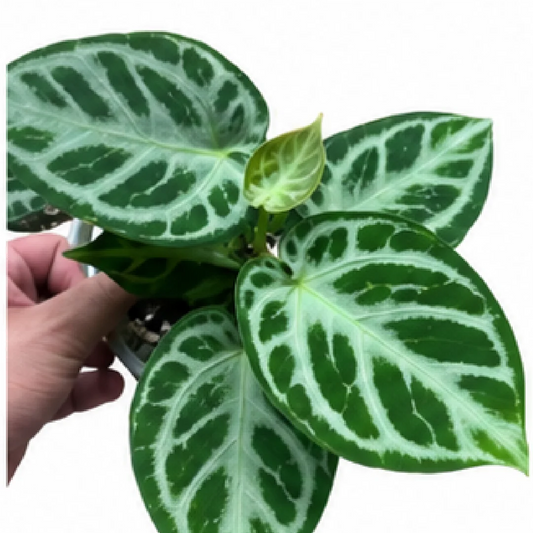 Anthurium Clarinervium Hybrid Sulanjan X Dorayaki – Tissue Culture