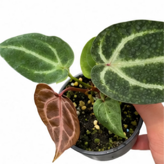 Anthurium Red Crystallinum X Dorayaki – Tissue Culture