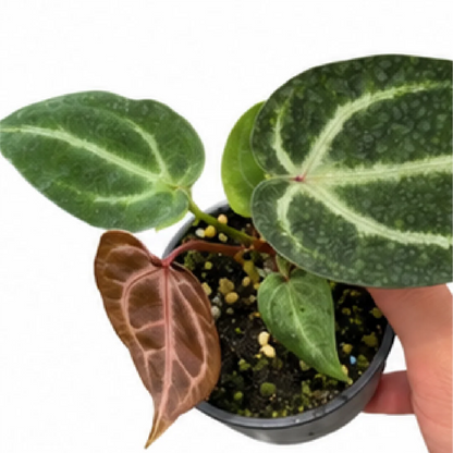 Anthurium Red Crystallinum X Dorayaki – Tissue Culture