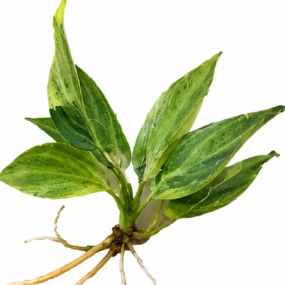 Philodendron El Choco Red Var Tissue Culture