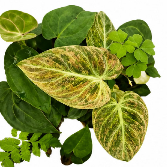 Philodendron El Choco Red Var Tissue Culture