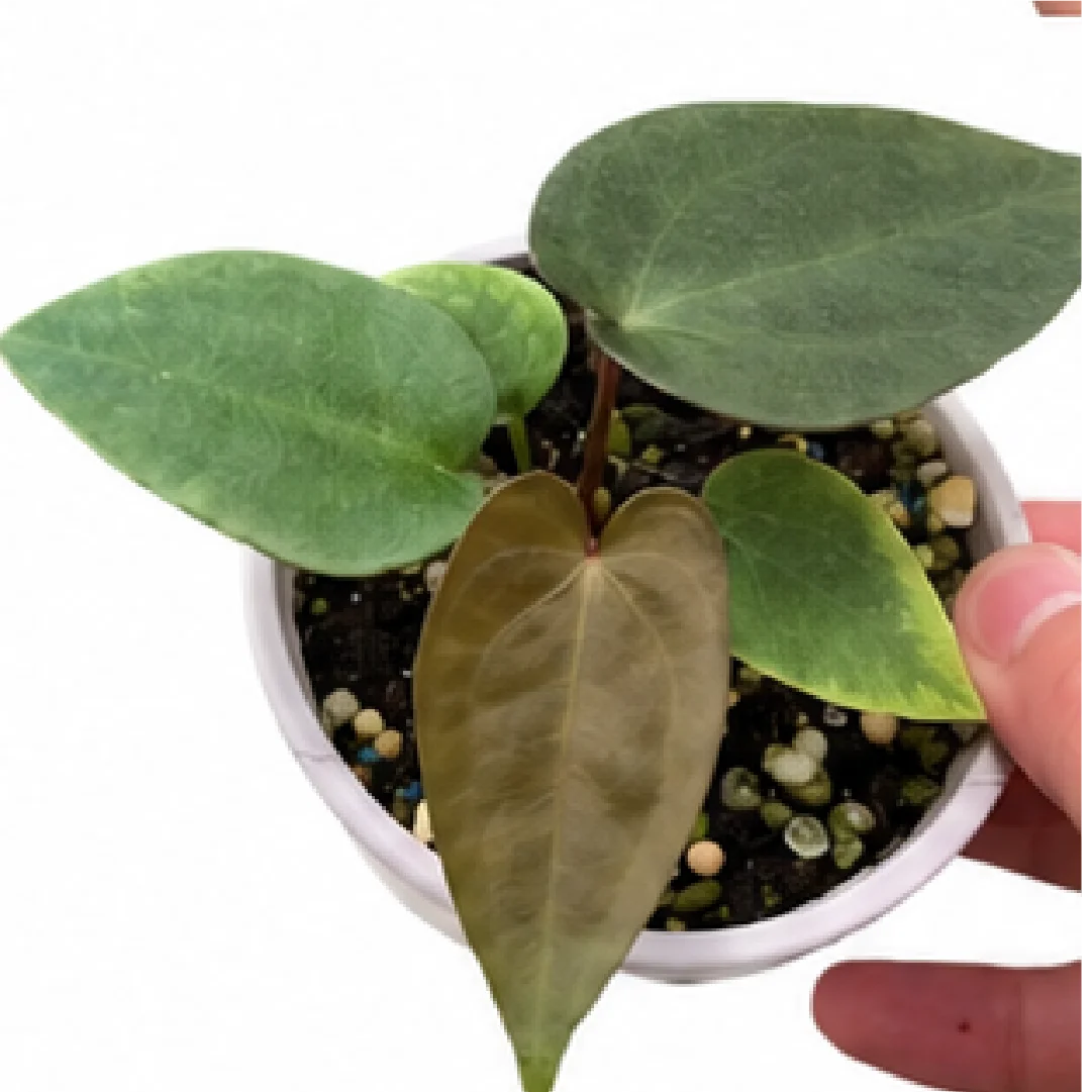 Anthurium Magnificum X AOS X Phoenix – Tissue Culture