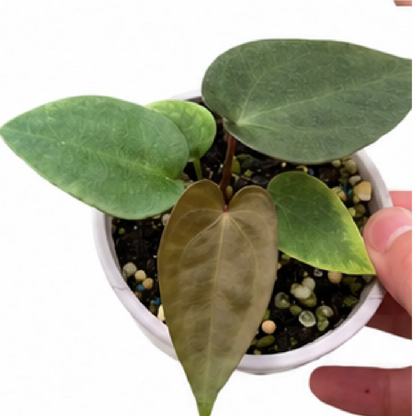 Anthurium Magnificum X AOS X Phoenix – Tissue Culture