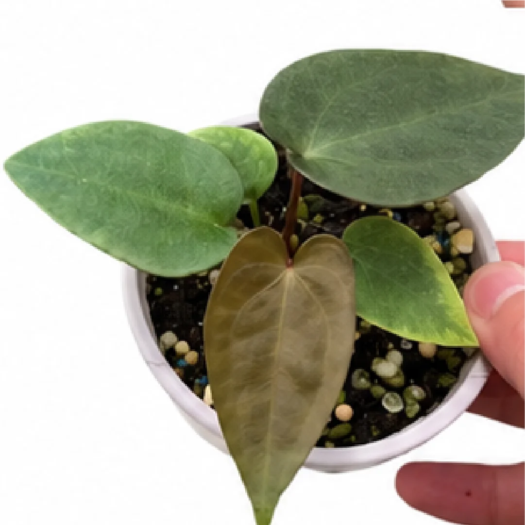 Anthurium Magnificum X AOS X Phoenix – Tissue Culture