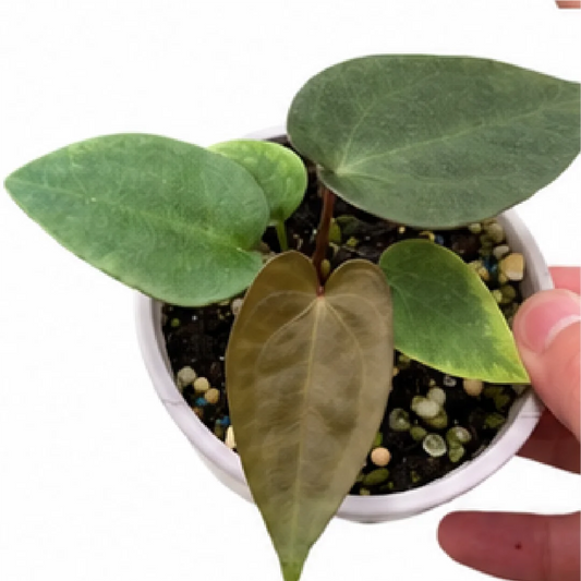Anthurium Magnificum X AOS X Phoenix – Tissue Culture